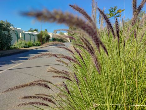 Long plants next to the street