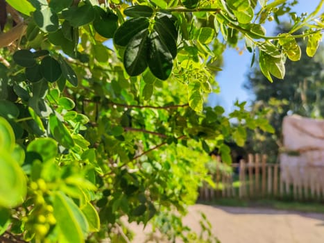 Green plants facing the sun