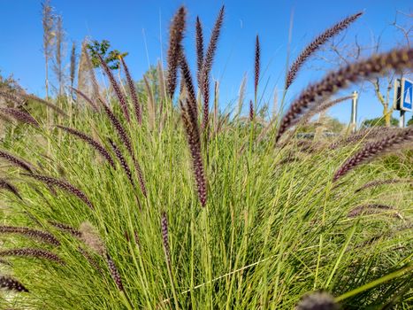 Long plants surrended the sun