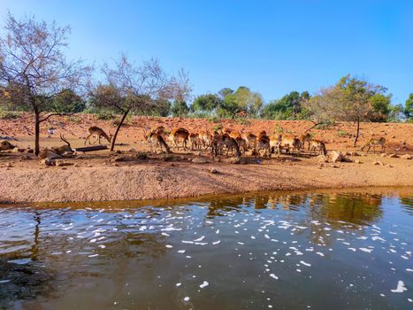 A group of beautiful deers sitting together