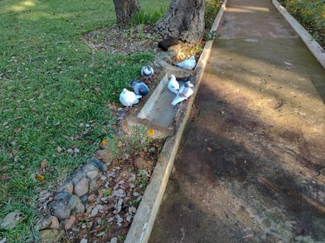 a bunch of pigeons drinking water