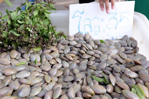 Fresh clams and basil in a white tray Put up for sale in the local market of Thailand.