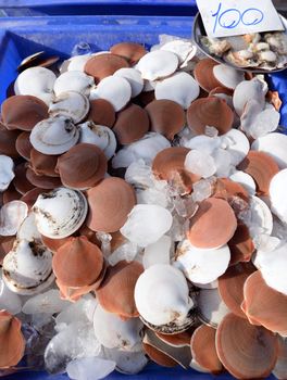 Fresh brown scallops with white Put on sale in the local market in Thailand.