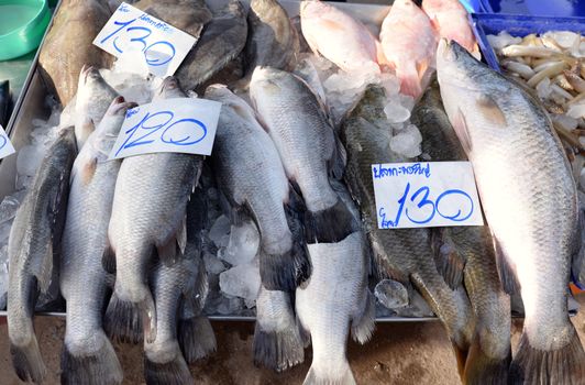 Large sea bass in a stainless steel tray in the local market of Thailand.