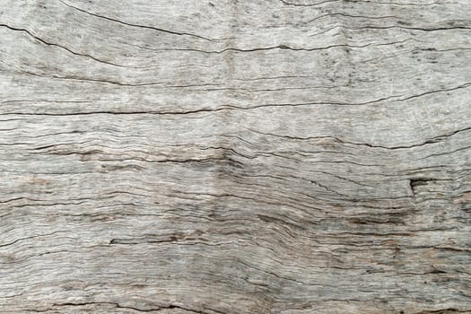 Old wood skin texture, nature wood tree texture background pattern.