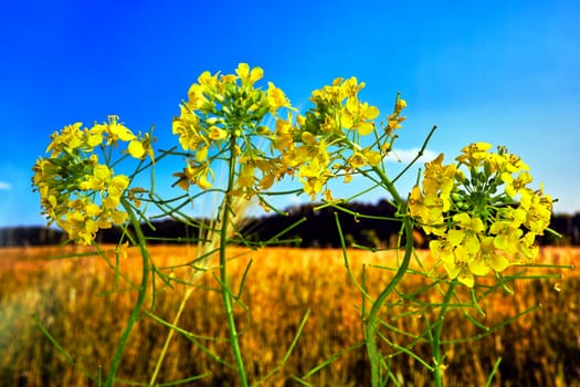 wild rapeseed yellow flowers in the meadow in Poland