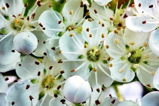 details of small, white flowers on a fire-shrub bush on a meadow during spring in Poland