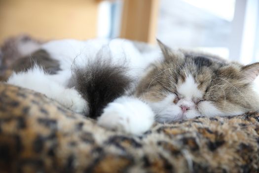 Cute cat sleeping in day time