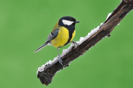 Great tit, Parus major in the winter.