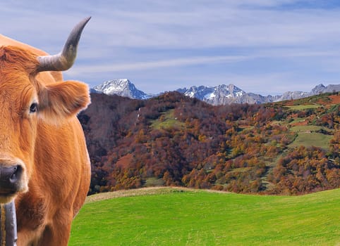Cow grazing in the mountains in Asturias, Spain.