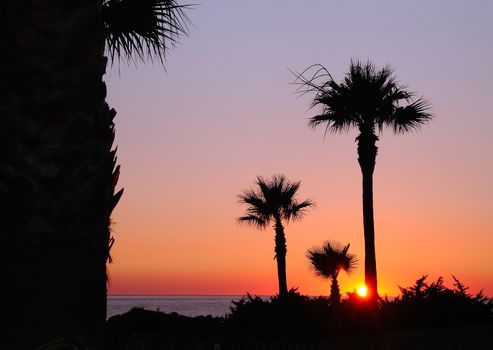 Sunset with palms in Barrosa beach,Cadiz, Spain.