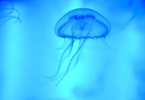 Isolated jellyfish on a blue background.