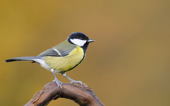 Great tit, Parus major on brown background.