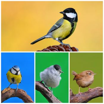 Great tit, blue tit, blackcap, in garden.