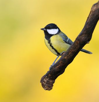 Great tit, Parus major on yellow background.