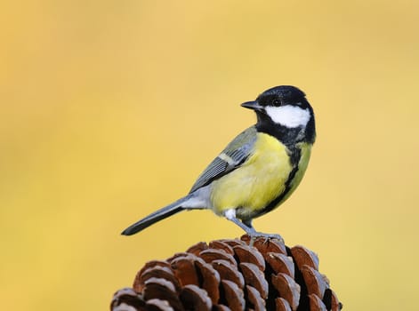 Great tit, Parus major on yellow background.