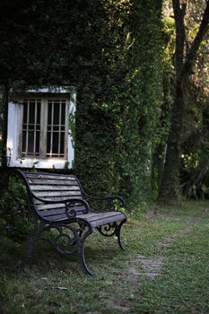 bench and window with leaves texture at English park