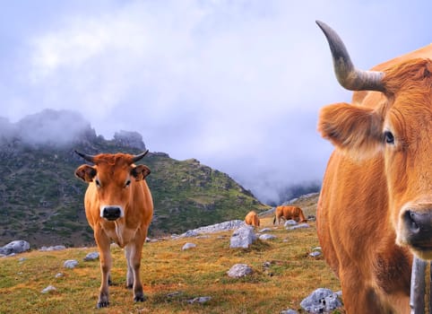 Cow grazing in the mountains in Asturias, Spain.