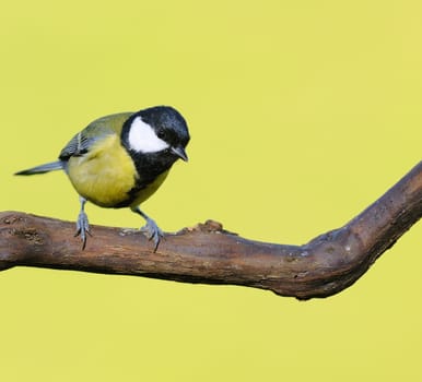 Great tit, Parus major on yellow background.