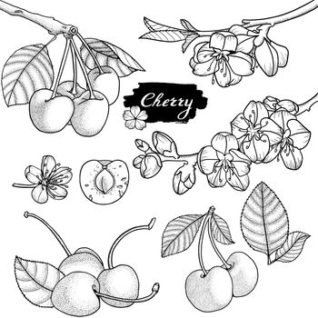 Cherry vector drawing. Isolated hand drawn berry and blossom on white background. Summer fruit engraved style illustration. Detailed vegetarian food. Great for label, poster, print