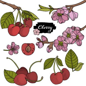 Cherry vector drawing. Isolated hand drawn berry and blossom on white background. Summer fruit engraved style illustration. Detailed vegetarian food. Great for label, poster, print