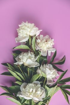 Flat lay composition with white peony flowers on a pink background