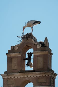 Storks building their nest in an old bell tower