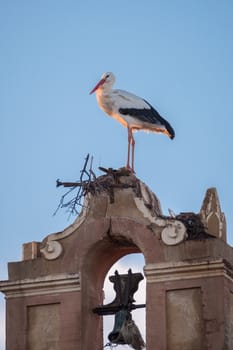 Storks building their nest in an old bell tower