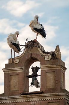 Storks building their nest in an old bell tower