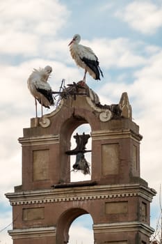 Storks building their nest in an old bell tower