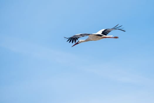 Stork in flight just out of its nest