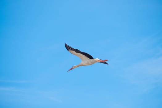 Stork in flight just out of its nest