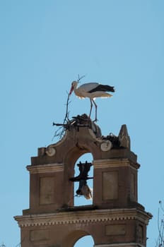 Storks building their nest in an old bell tower