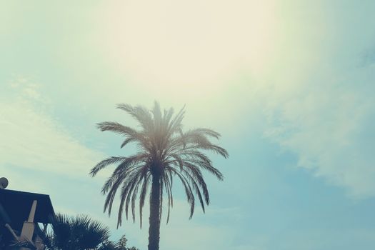 Tropical palm tree leaves in hot summer day as vintage background, nature and travel concept