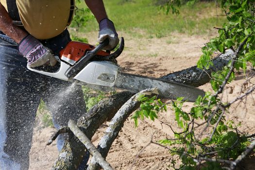 Professional is cutting trees using a chainsaw