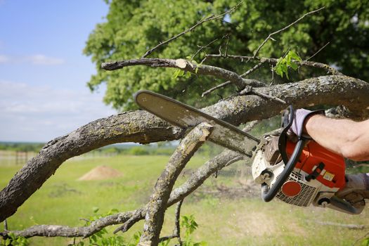 Professional is cutting trees using a chainsaw