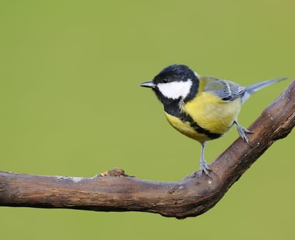 Great tit, Parus major on green background.