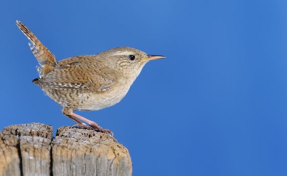 Winter wren, Troglodytes troglodytes on black background.