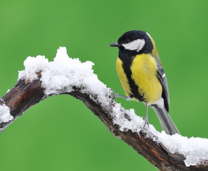 Great tit, Parus major in the snow.