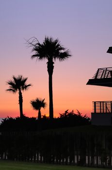 Sunset with palms in Barrosa beach,Cadiz, Spain.