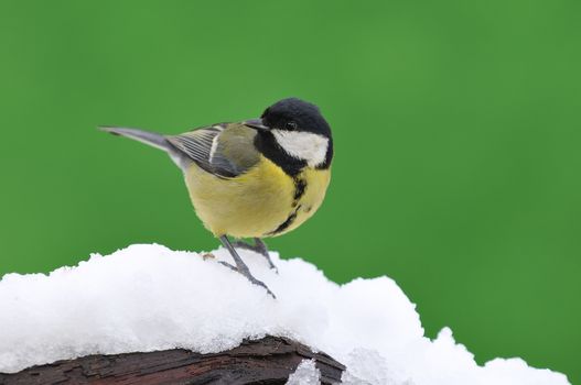 Great tit, Parus major in the snow.