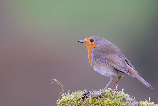 Robin, erithacus rubecula on a stone with moss.