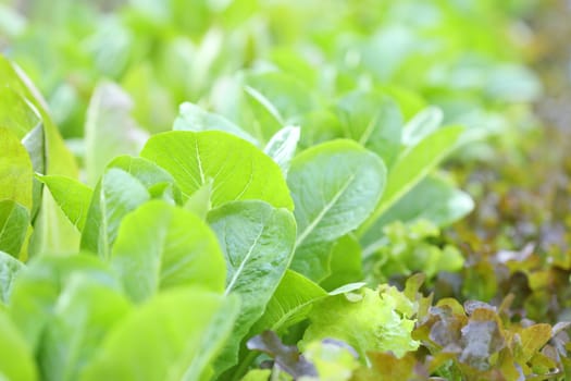 Organic flowering cabbage green leaves close up