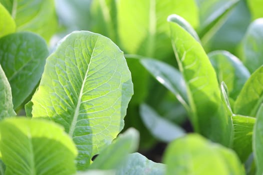 Organic flowering cabbage green leaves close up