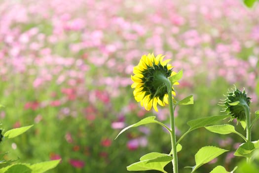 Sunflower blowing in the wind field rear view with pink bokeh at outdoor