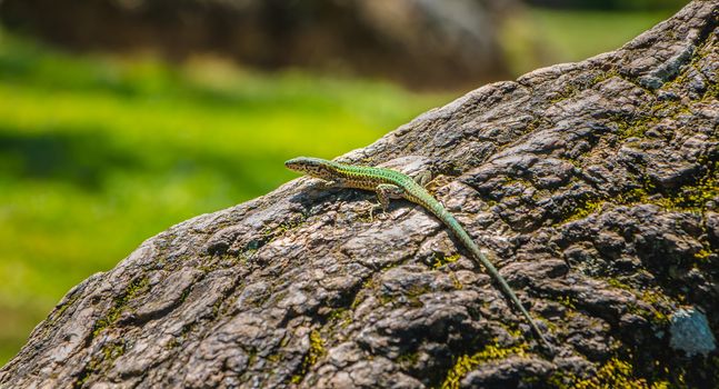 lizard walking on a tree trunk in nature of the Portugal