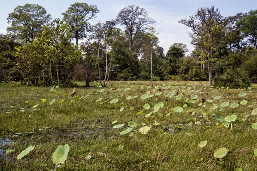 Large leaved lotus plants growing in a watery paddy field in Siem Reap province, Cambodia.