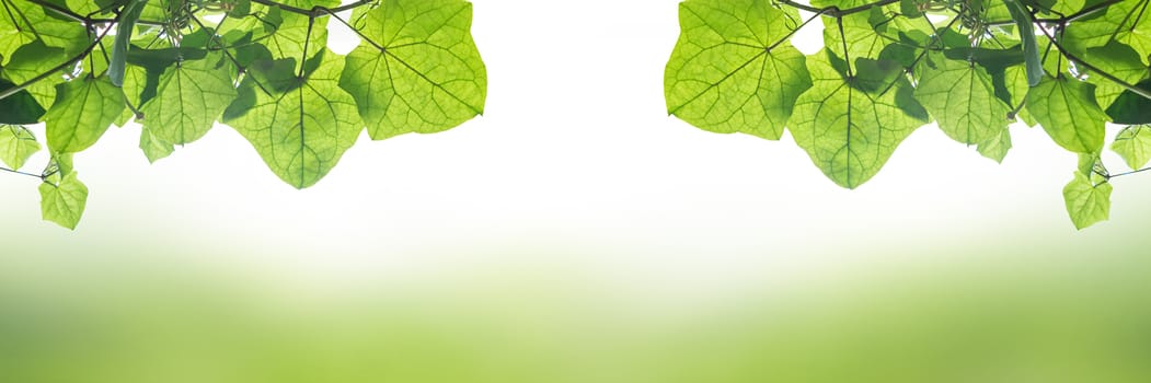 Green leaves isolated on blur background  as an ornate panoramic nature border, with clipping path