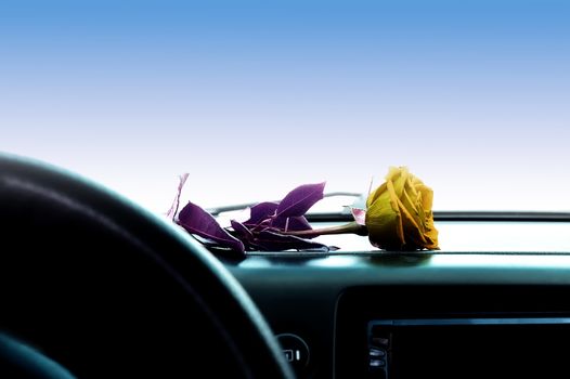 a yellow rose flower lies on the dashboard inside the car