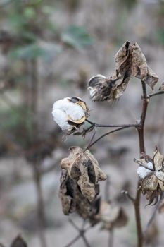 Ripe cotton grows on the branch